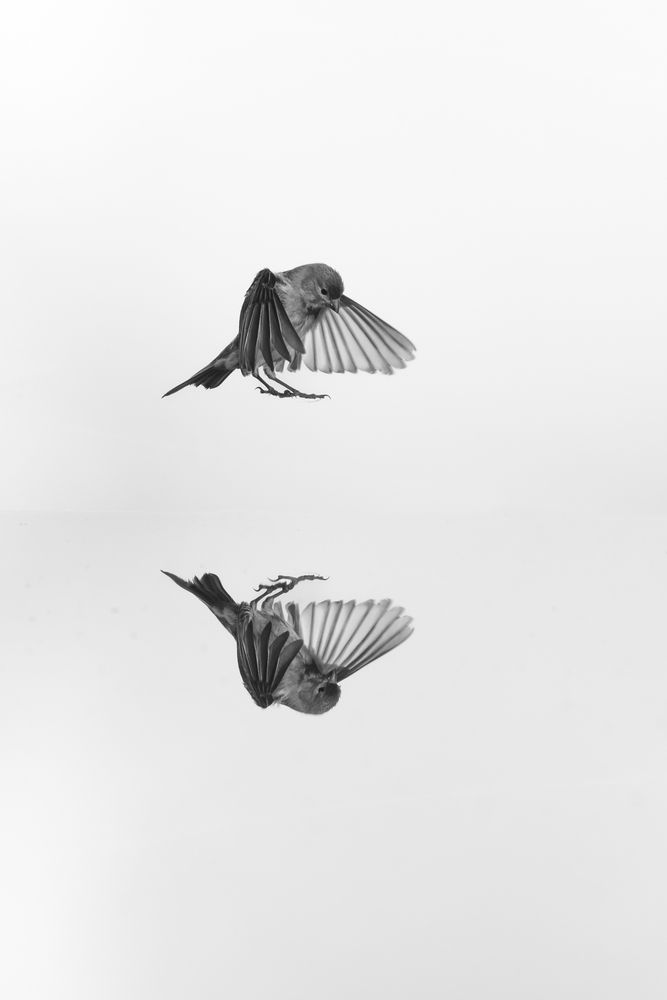 Insular Gravity (4)