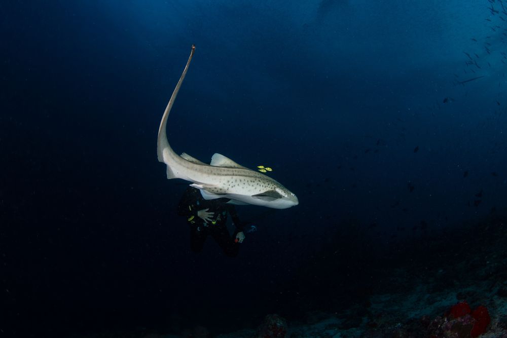 Leopard shark dance (4)