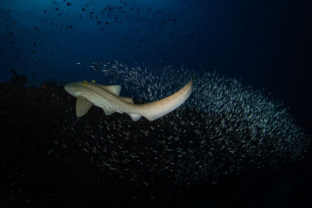 Leopard shark dance (5)