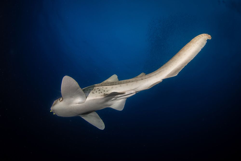 Leopard shark dance (6)