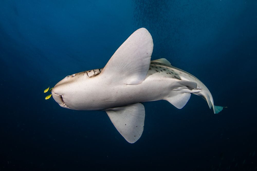 Leopard shark dance (2)