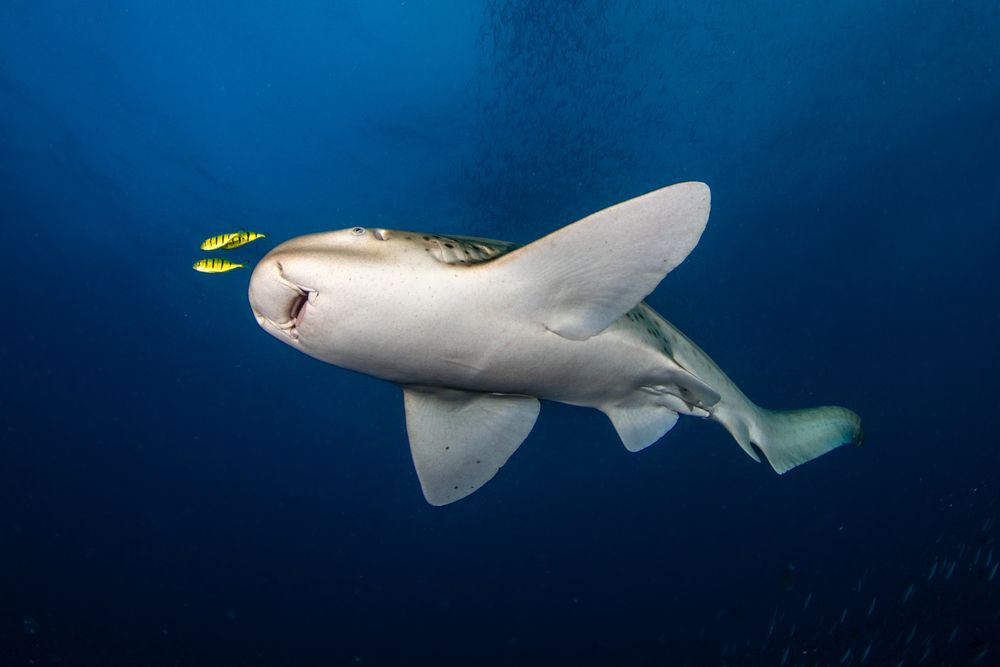 Leopard shark dance (7)