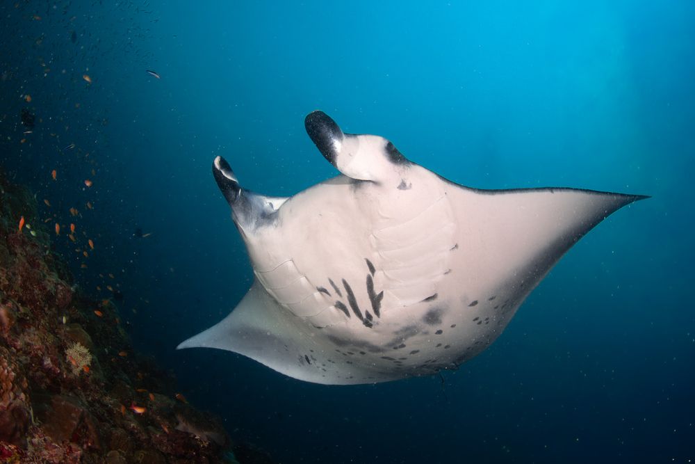 Manta Madness (3)