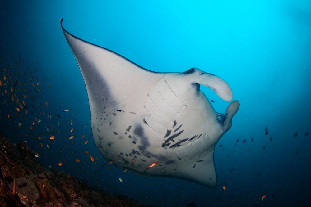 Manta Madness (4)