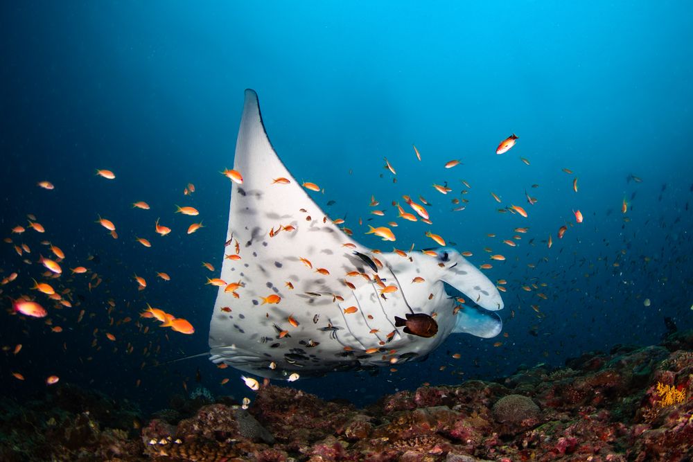 Manta Madness (5)