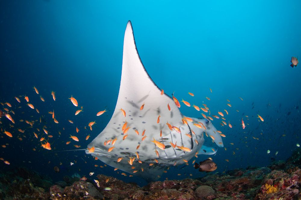Manta Madness (6)
