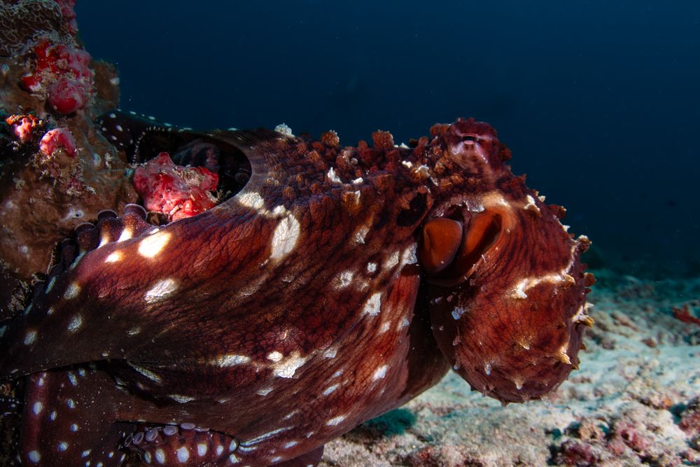 Octopus ride (3)
