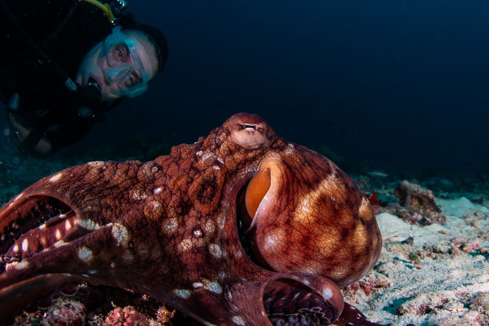 Octopus ride (4)