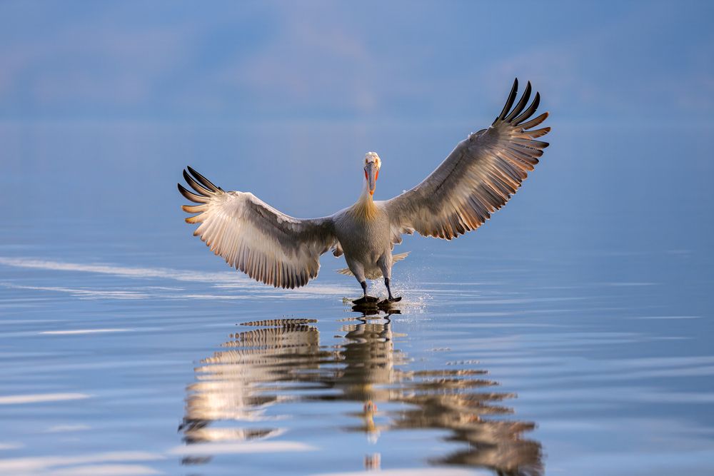 The kingdom of pelicans (3)