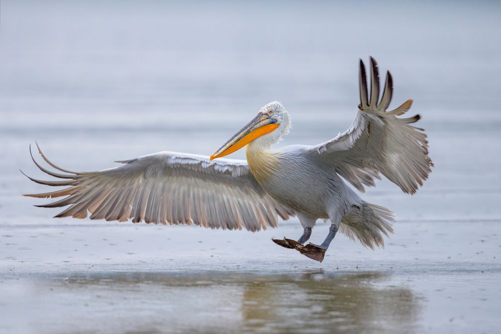 The kingdom of pelicans (4)