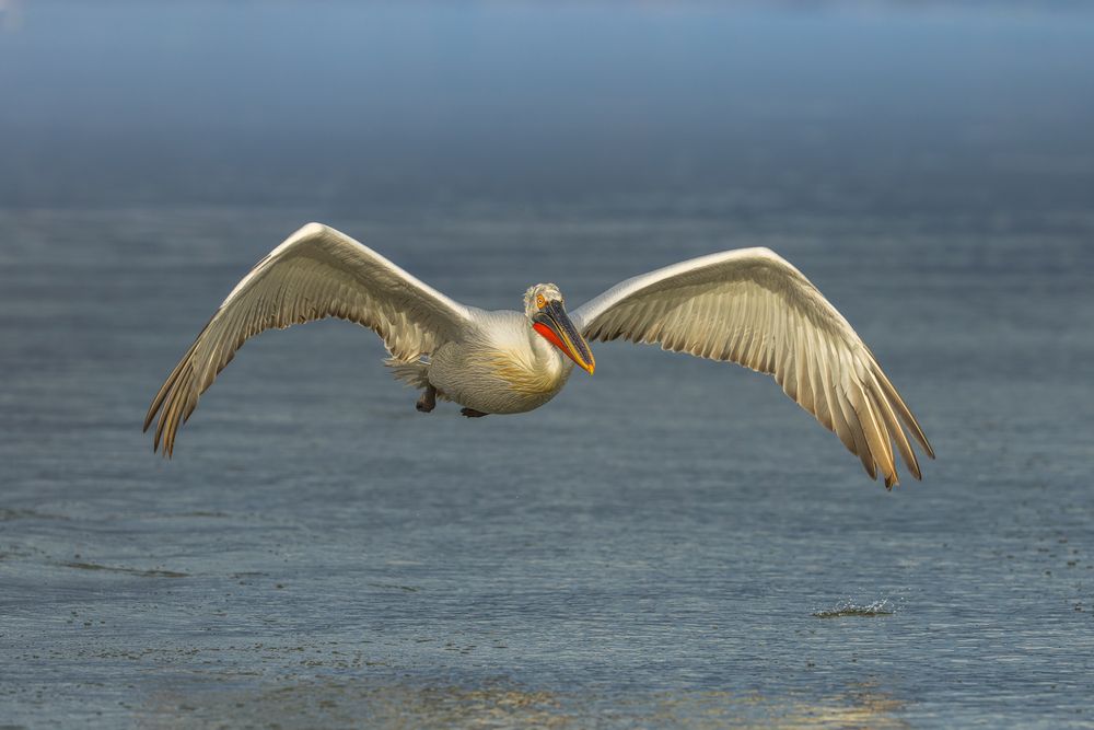 The kingdom of pelicans (5)