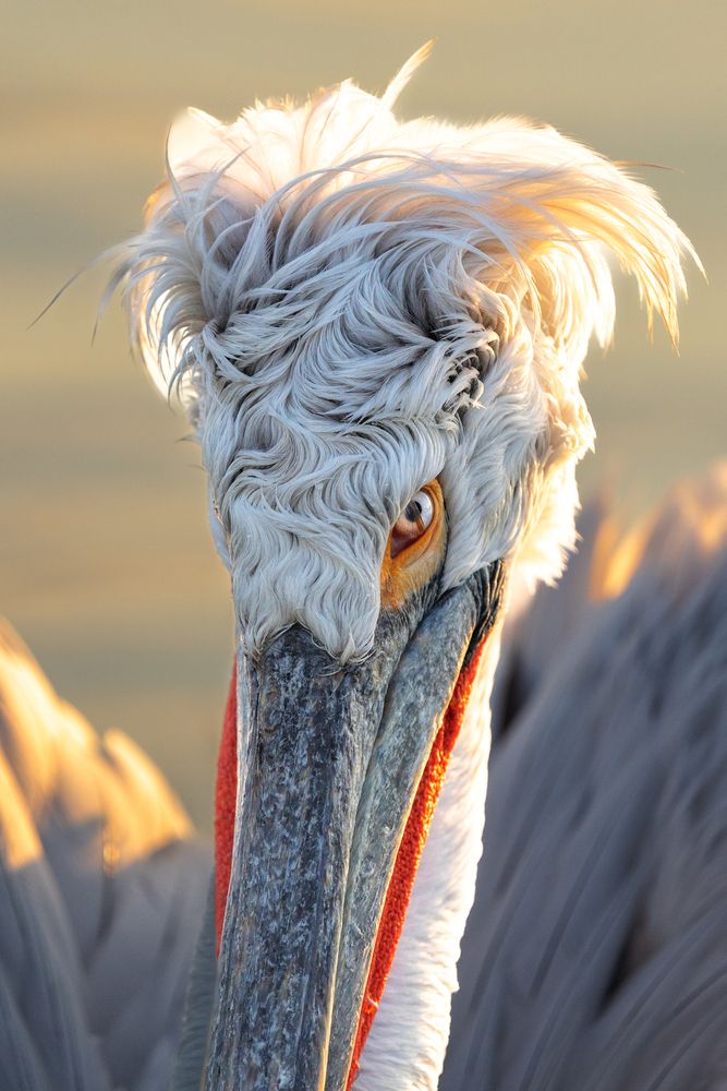The kingdom of pelicans (6)