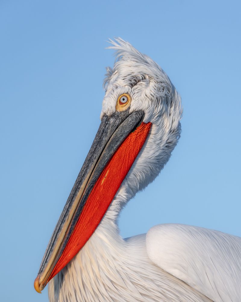 The kingdom of pelicans (7)