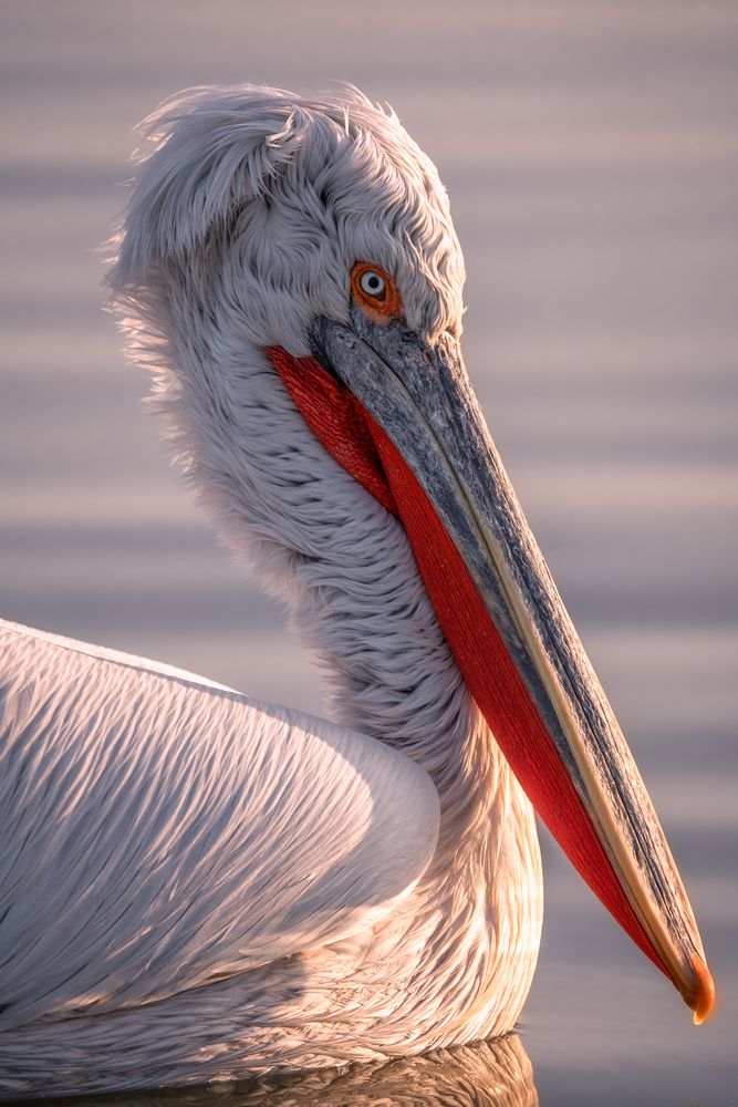 The kingdom of pelicans (8)