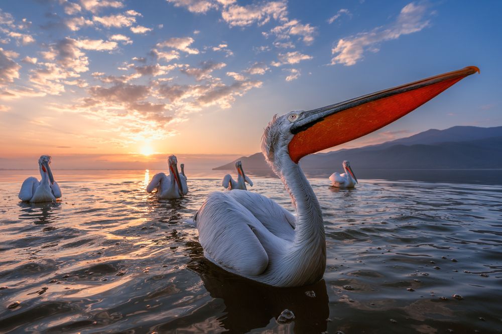 The kingdom of pelicans (9)