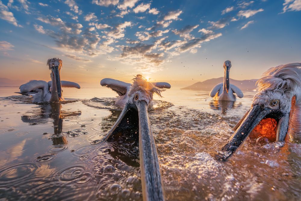The kingdom of pelicans (10)