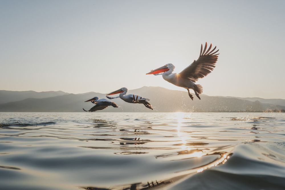 The kingdom of pelicans (11)