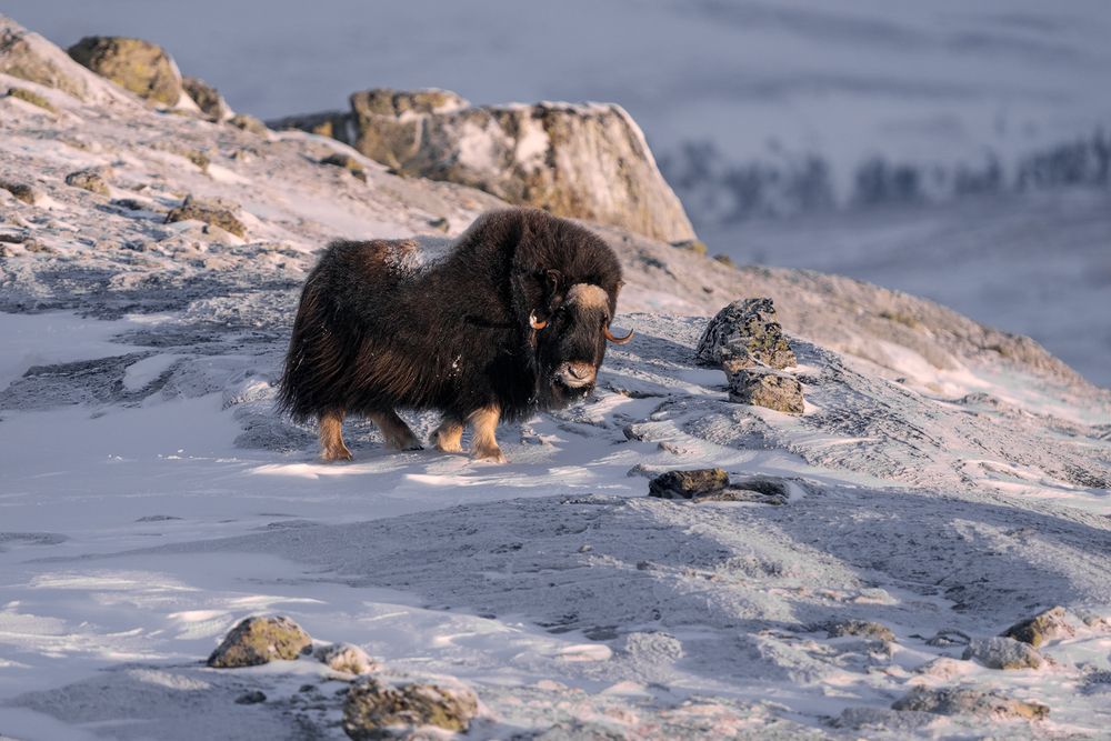 The kingdom of Muskox (5)