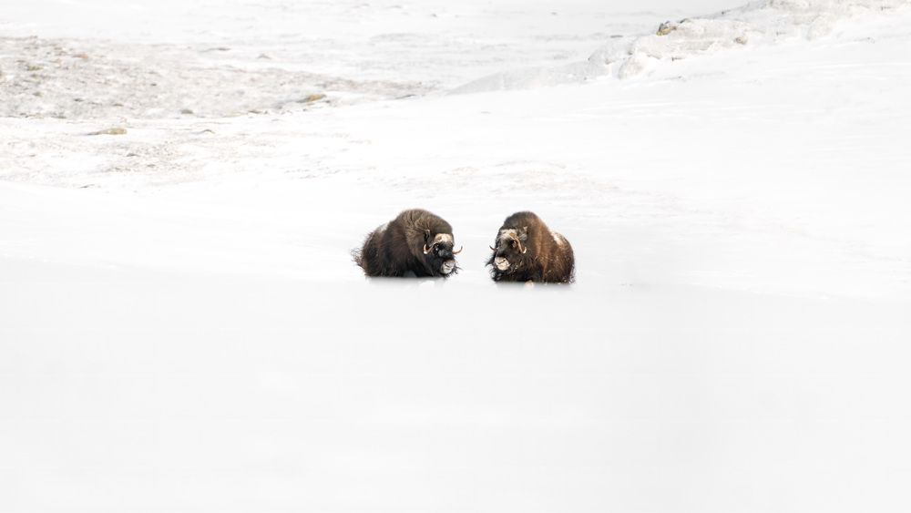 The kingdom of Muskox (7)