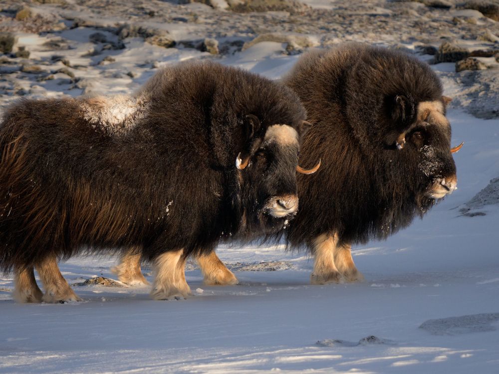 The kingdom of Muskox (8)
