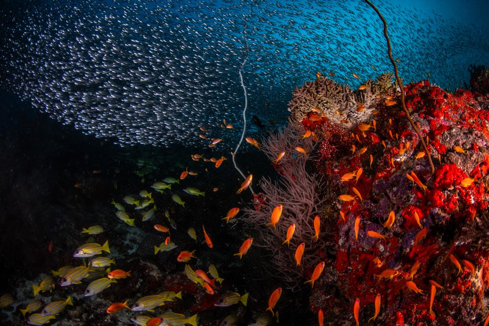 Reefs (3)