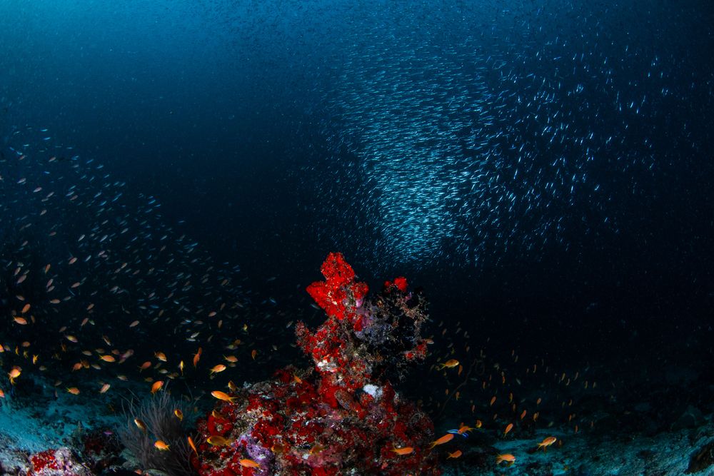 Reefs (4)