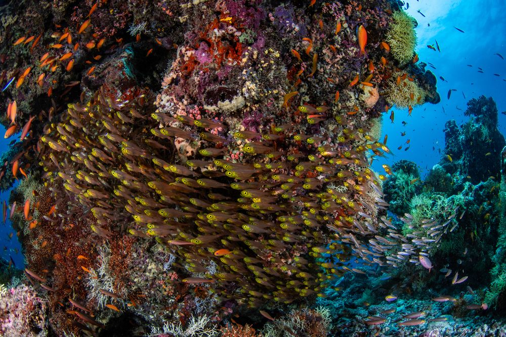 Reefs (5)