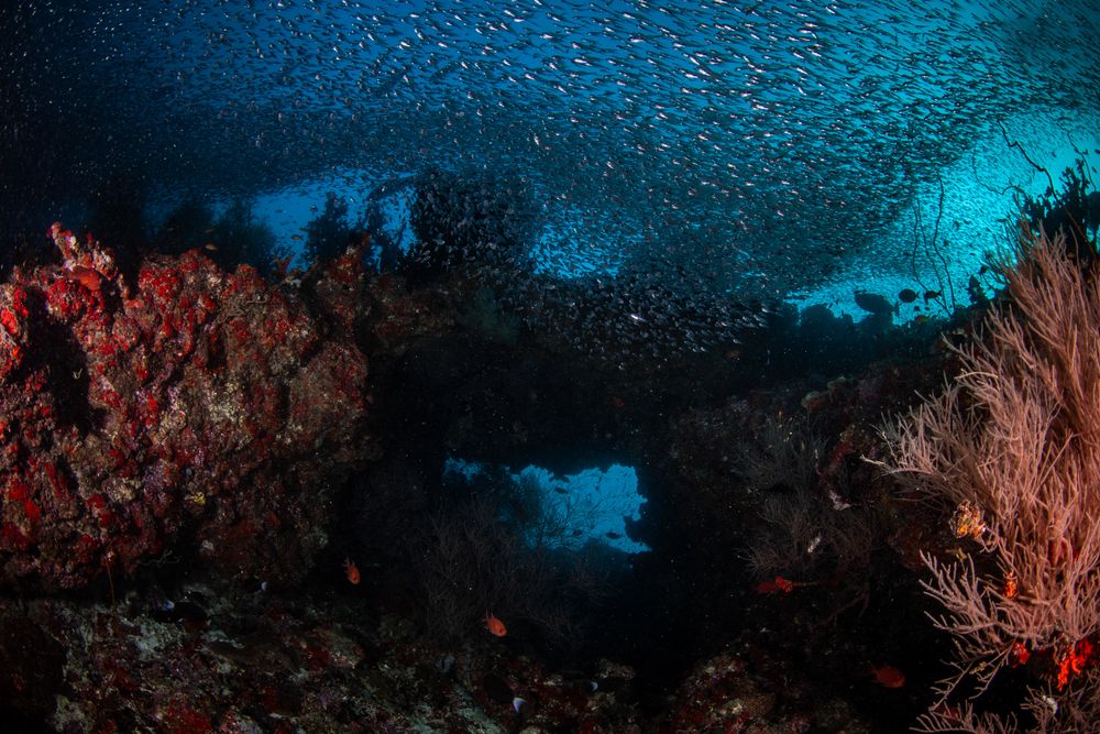 Reefs (6)