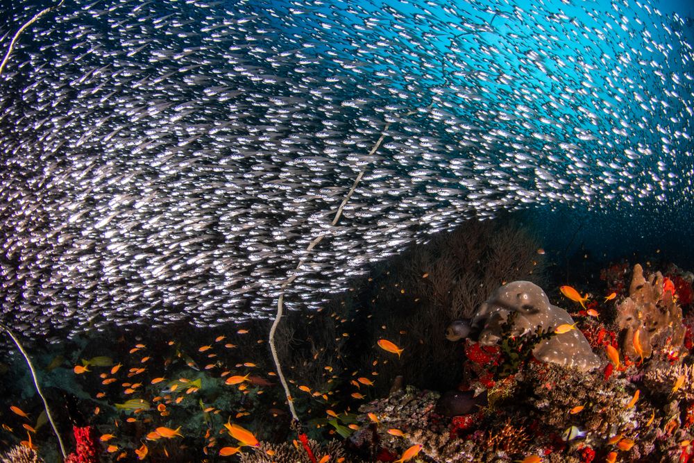 Reefs (7)