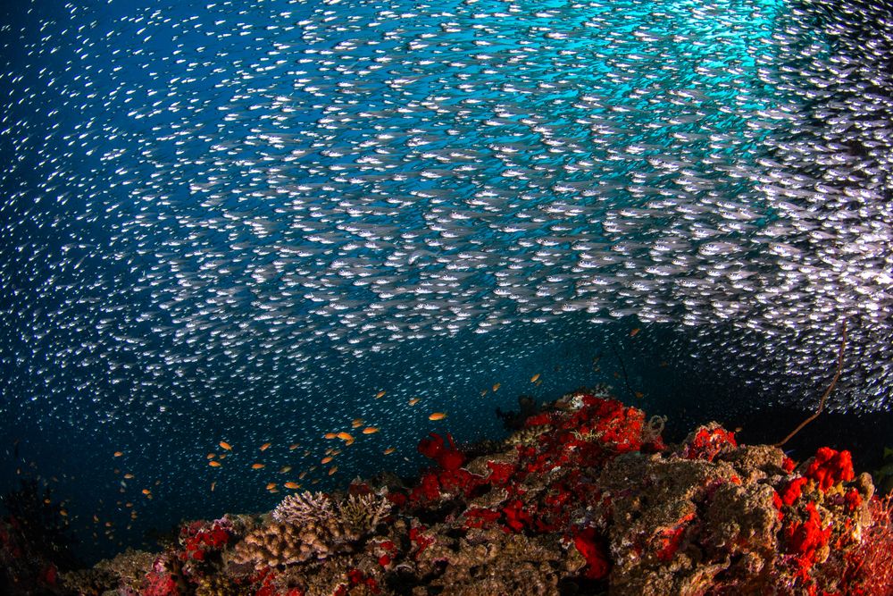 Reefs (8)