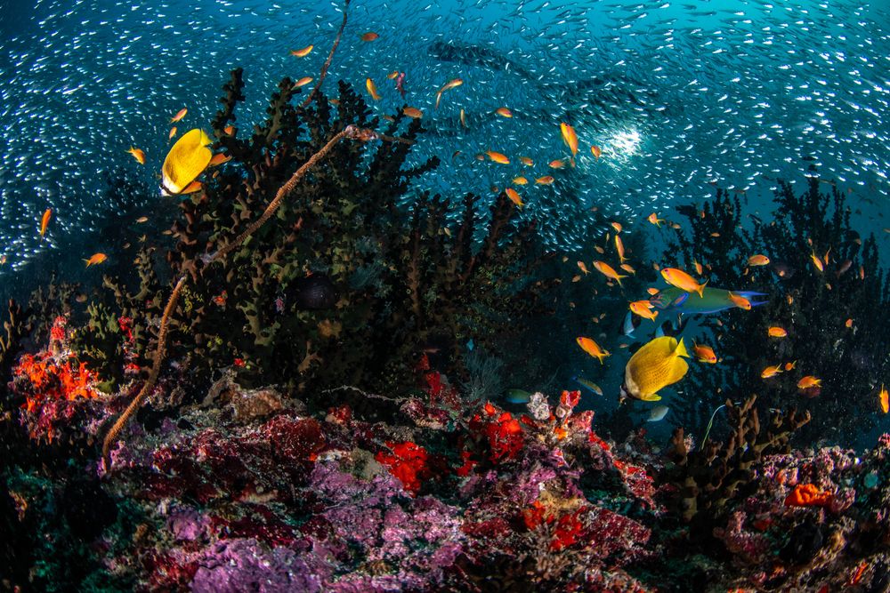 Reefs (9)