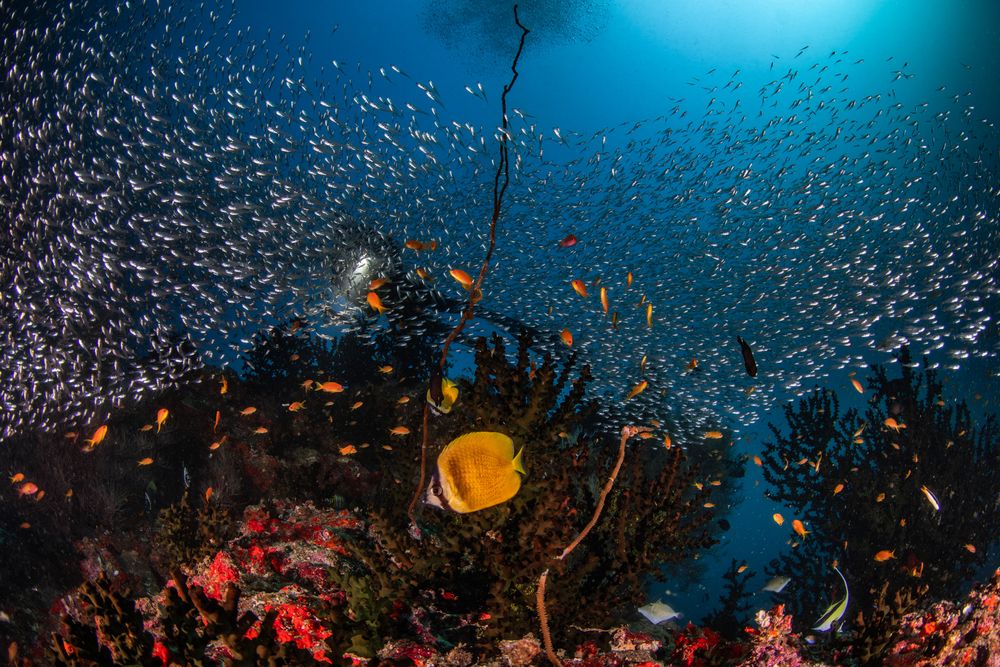 Reefs (10)