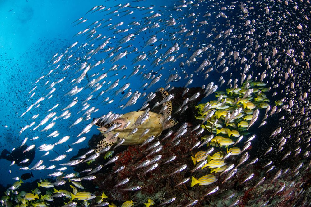 Reefs (11)