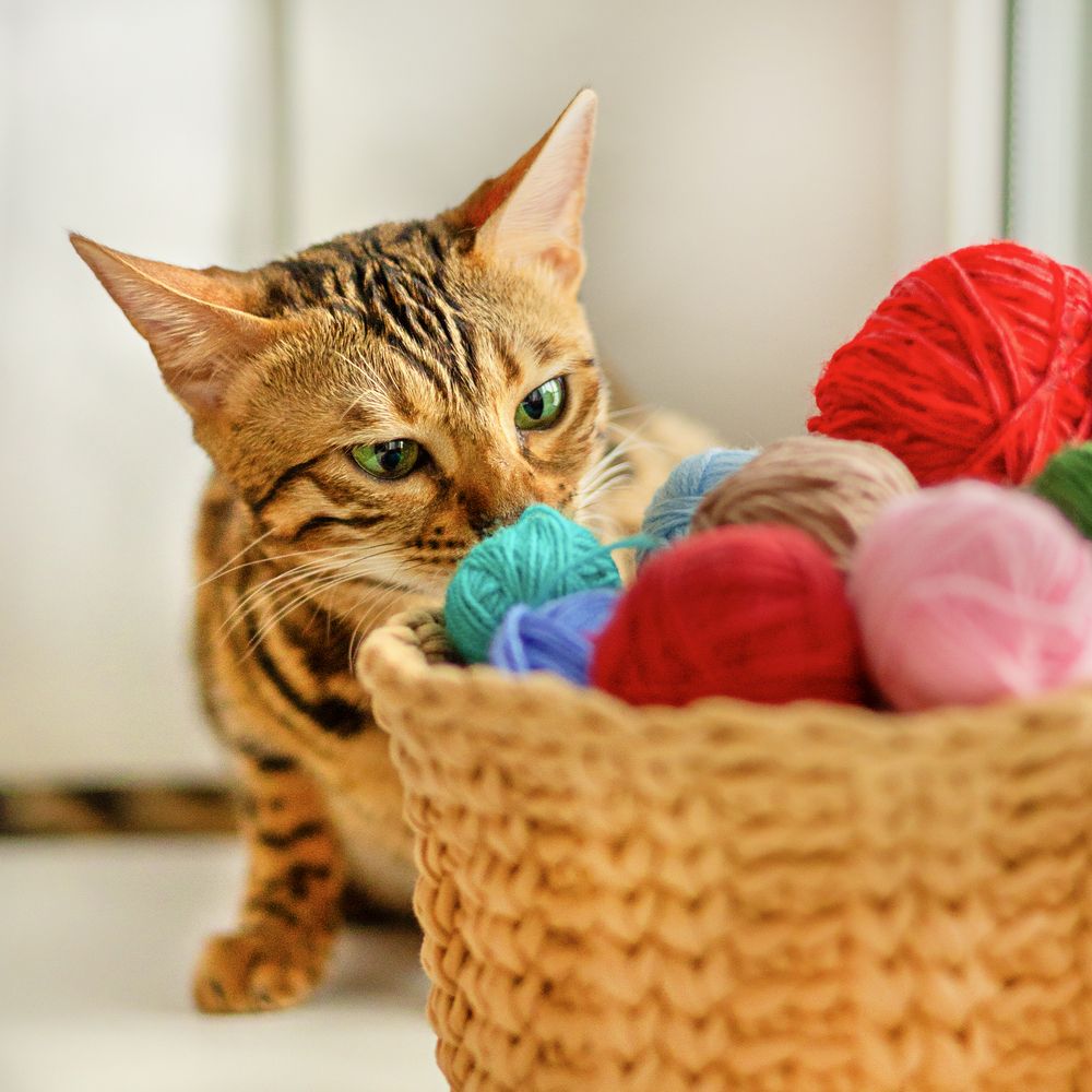 Photo #13302917 (11)