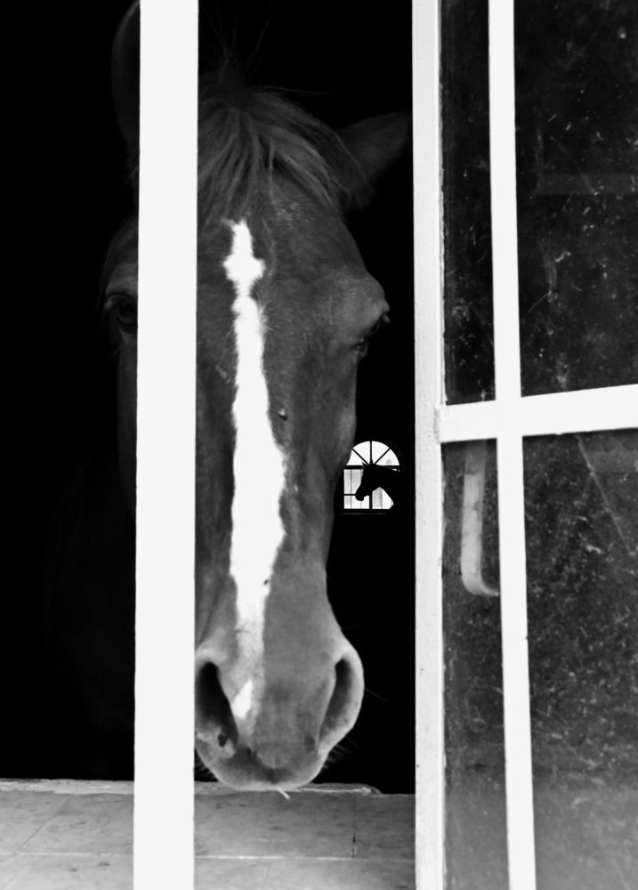 My stable (4)