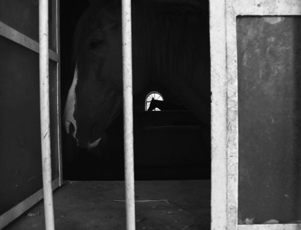 My stable (5)