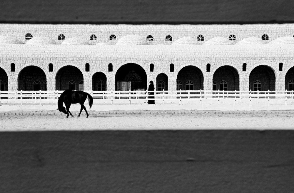 My stable (6)