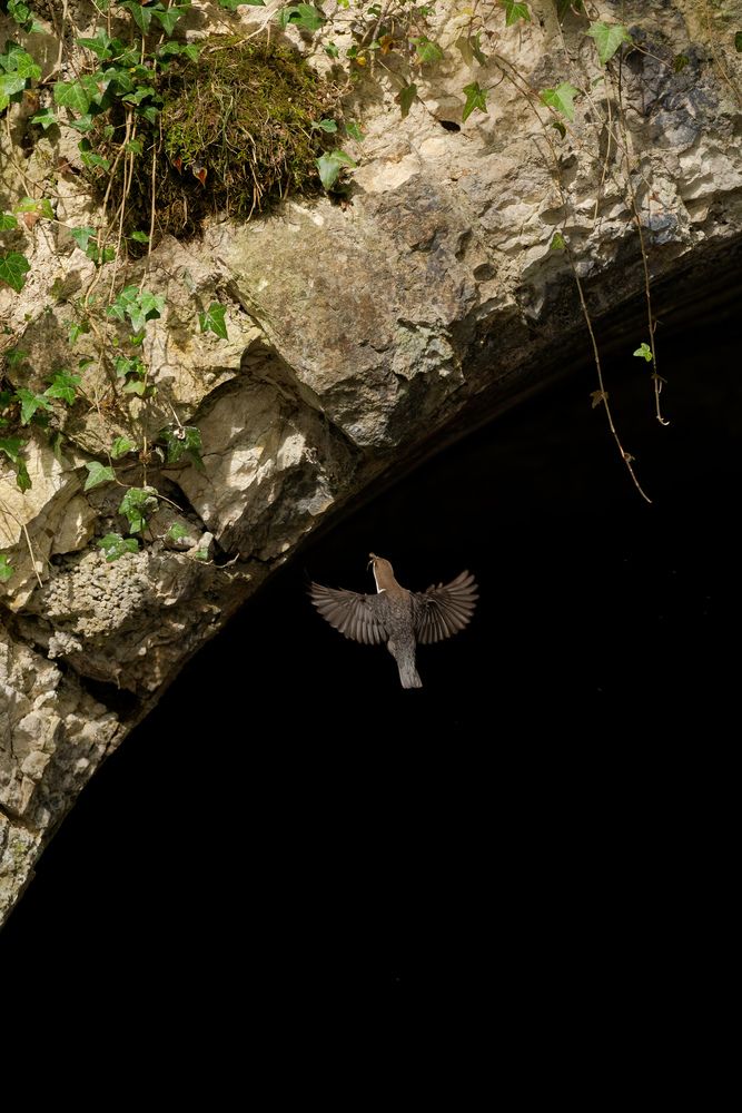 The Secret Life of a dipper (3)