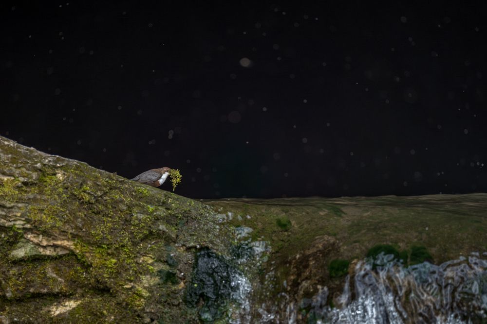 The Secret Life of a dipper (5)