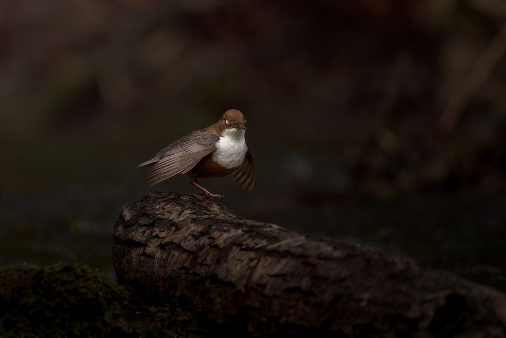 The Secret Life of a dipper (4)