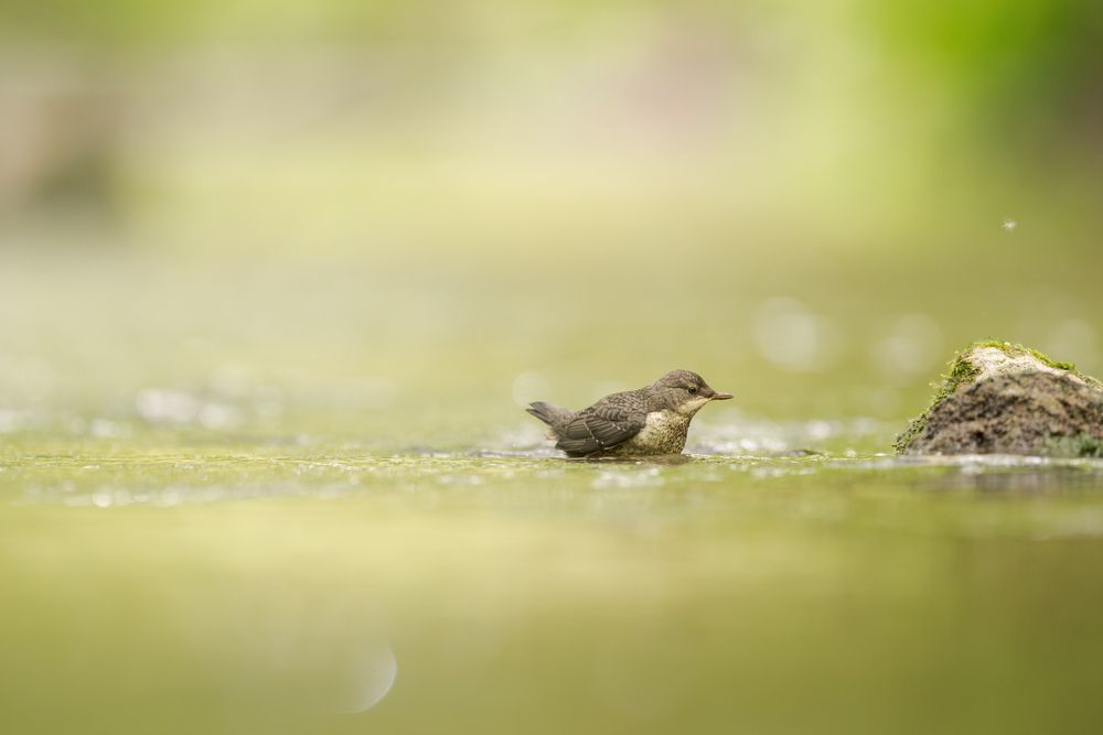 The Secret Life of a dipper (7)