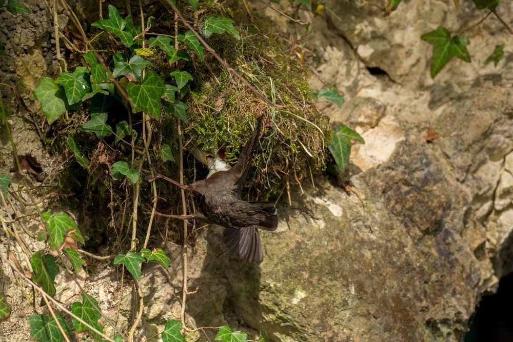 The Secret Life of a dipper (8)