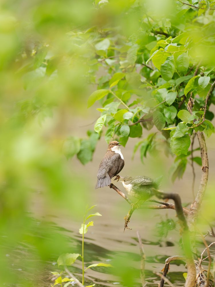 The Secret Life of a dipper (9)