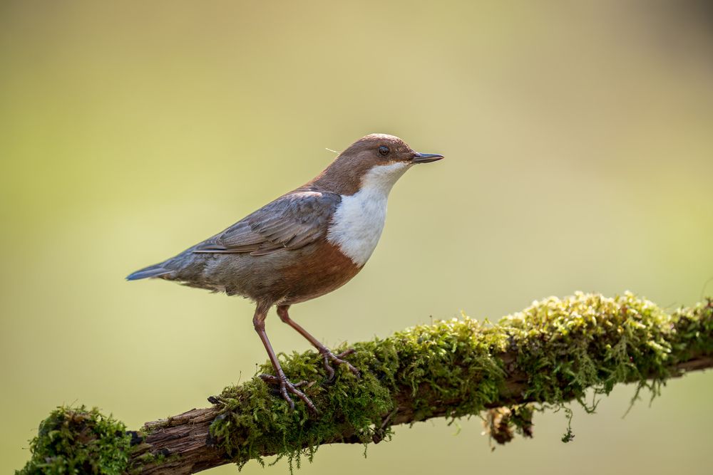 The Secret Life of a dipper (2)