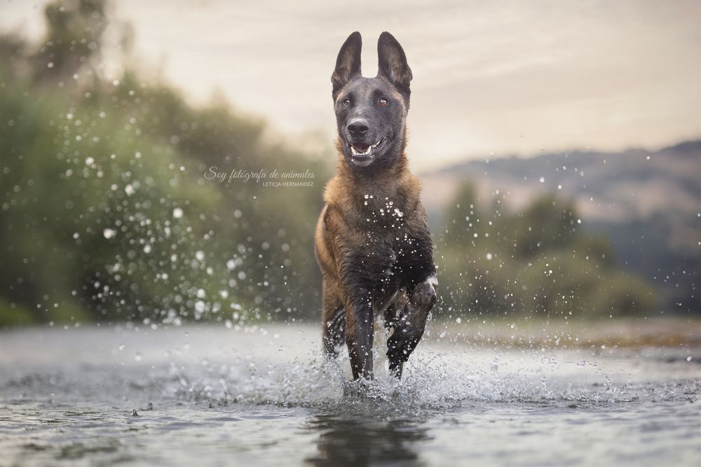 Dogs and Water (4)