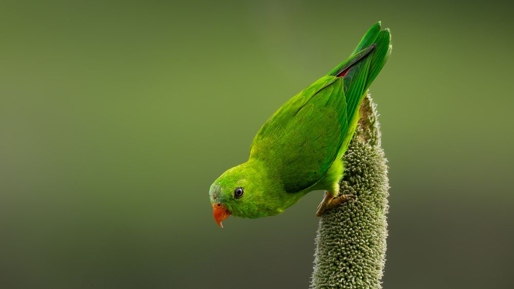 Vernal hanging parrot (2)