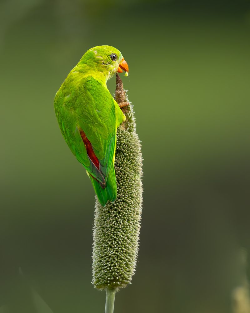 Vernal hanging parrot (3)