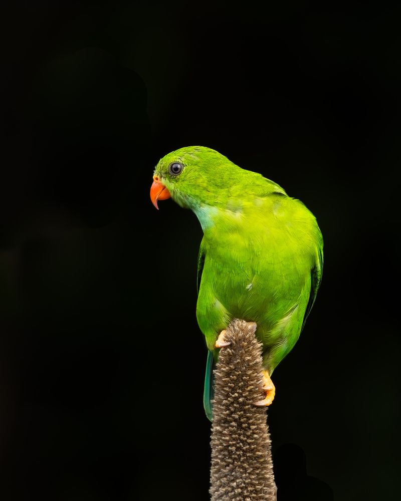 Vernal hanging parrot (4)