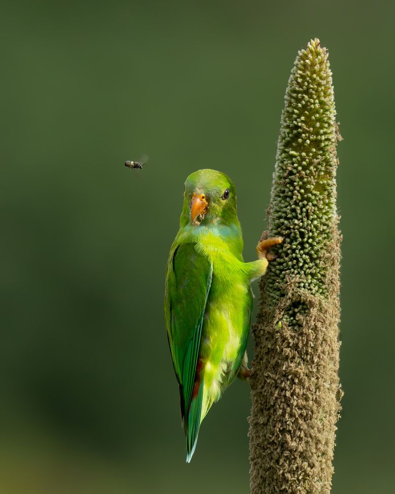 Vernal hanging parrot (5)