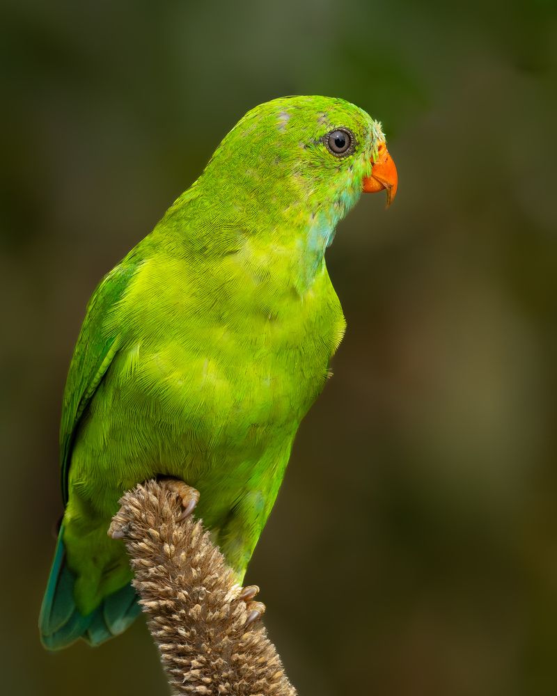 Vernal hanging parrot (6)